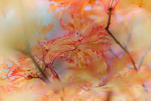Autumn Dreams by Diane Cruysberghs
