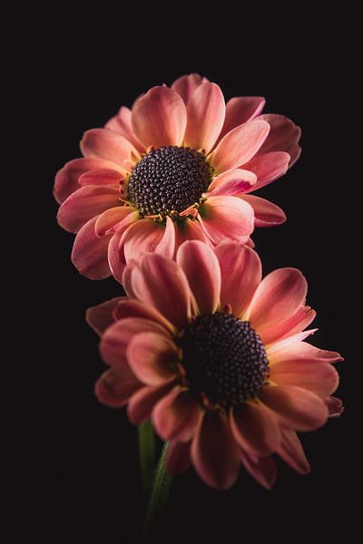 Fine art Chrysanthemums by Sandra Hazes
