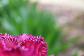 abstrakte Darstellung einer rosa Tulpe mit gefransten Blättern