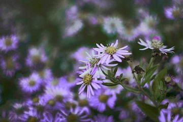 Fotokunst van Paarse Asters in Bloei – Perfect voor Natuurliefhebbers en Moderne Interieurs van Elianne van Turennout