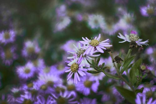 Photo Art of Purple Asters in Bloom - Perfect for Nature Lovers and Modern Interiors by Elianne van Turennout
