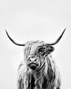 portret van een highland koe - staand formaat van Dorit Fuhg thumbnail