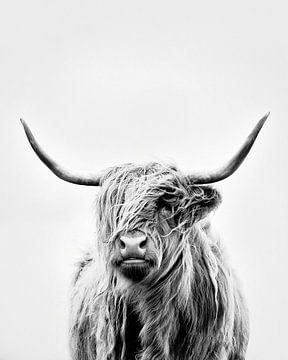 portrait of a highland cow - format vertical