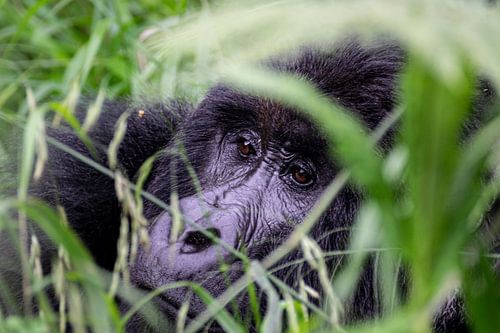 Der Blick eines Gorillas - Respekt und Staunen in Mgahinga