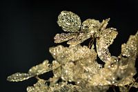 Gouden hortensia