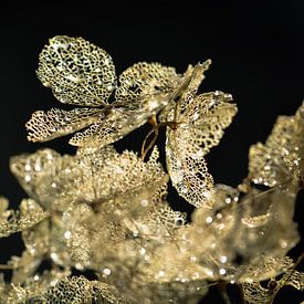 Hortensia doré sur Esther van Dijk