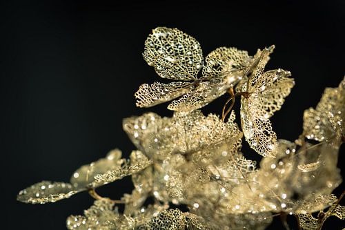 Golden hydrangea by Esther van Dijk