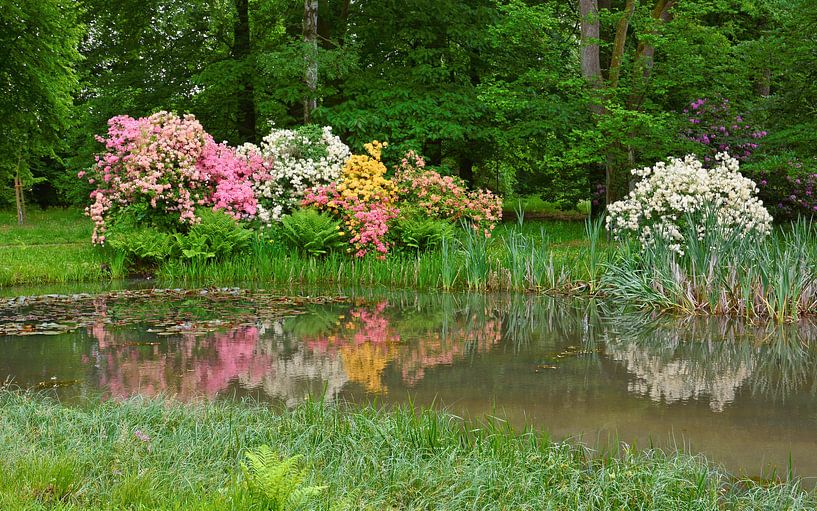 De rododendron bloeit in het park van Gisela Scheffbuch