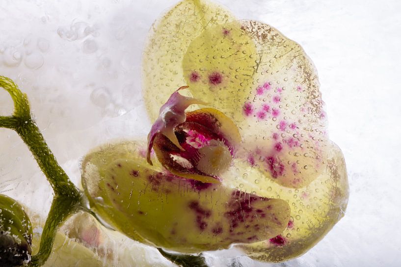 Gelbe Orchidee in kristallklarem Eis von Marc Heiligenstein