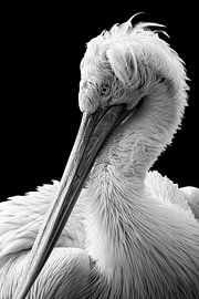 Kreuzenpelikan von Jonno Verheul