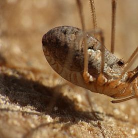 Tiere; Erntehelfer von Astrid Luyendijk