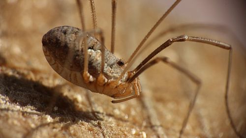 Tiere; Erntehelfer von Foto's door Astrid
