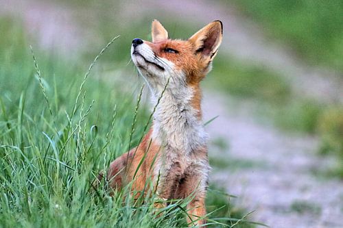 Battered Fox