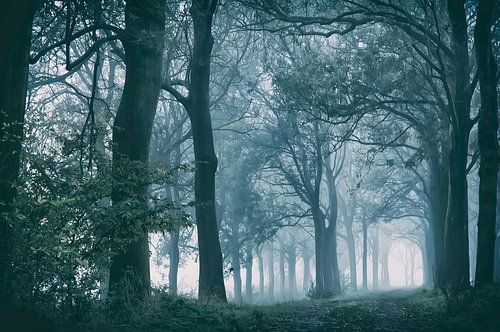 Oude bomen in de mist van Ellen Driesse