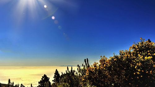 wondermooie wildgroei opTenerife  en zonnestralen in blauwe lucht