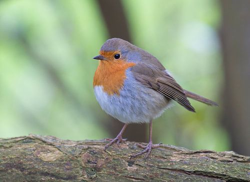 Roodborst in het bos