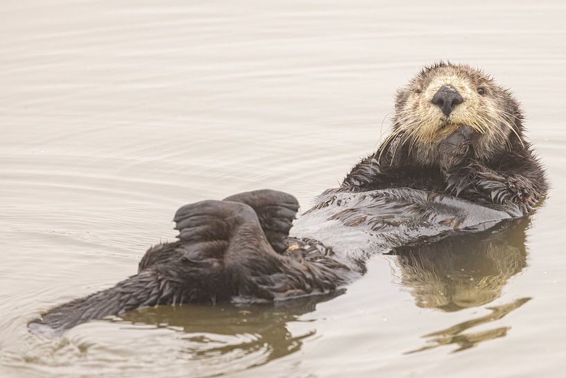 Je suis une loutre de mer de Californie ;-) par Kris Hermans