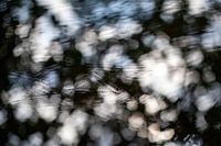 Subtle water ripples caused by water fleas