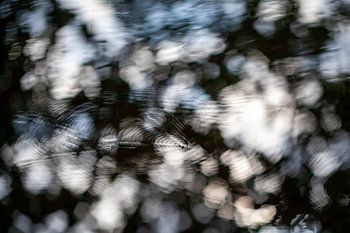 Subtiles ondulations de l'eau causées par les puces d'eau