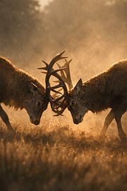Deux cerfs élaphes en rut – Combat dramatique avec leurs bois dans la chaude lumière dorée du matin sur Design Wall Arts