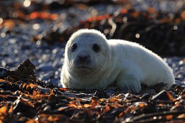 Grey Seal Howler Helgoland Island Germany by Frank Fichtmüller