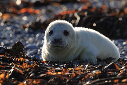 Grijze Zeehond Brul Helgoland Eiland Duitsland