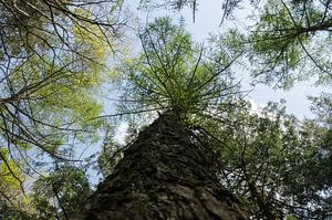 Arbre sur Jaco Verheul