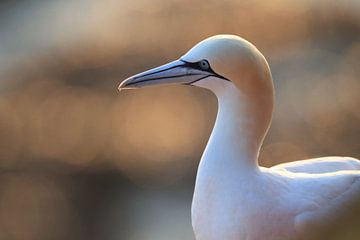 Gannets Helgoland Island Germany by Frank Fichtmüller