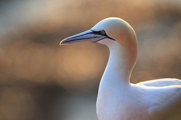 Jan-van-genten Helgoland Eiland Duitsland van Frank Fichtmüller