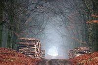 Une forêt solitaire et tranquille