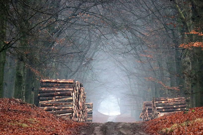 Ein einsamer, ruhiger Wald von Herman van Alfen