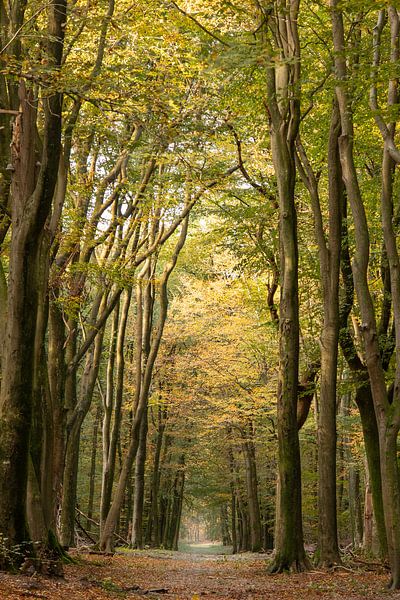 De prachtige kleuren van een  herfstbos van Meike de Regt