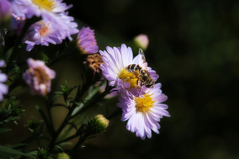 Abeille sur une fleur en train de récolter du nectar par Martin Köbsch