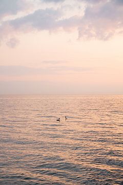 Canards au coucher du soleil sur l'IJsselmeer près d'Urk sur Henrike Schenk