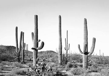 Grijs cactusland van Kathrin Pienaar