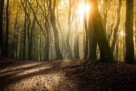 Beautiful morning with atmospheric sunlight in mysterious forest by Fotografiecor .nl