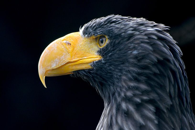 aigle rapace par carla verhulst