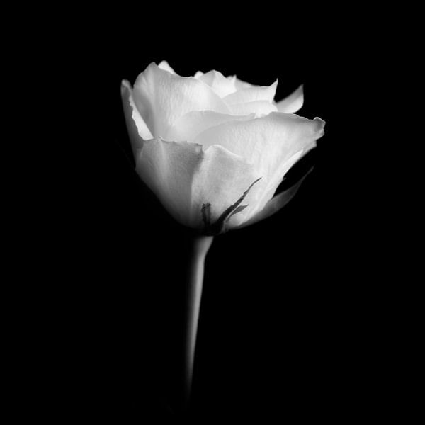 weiße Rose von Peter Baak