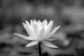 Waterlily