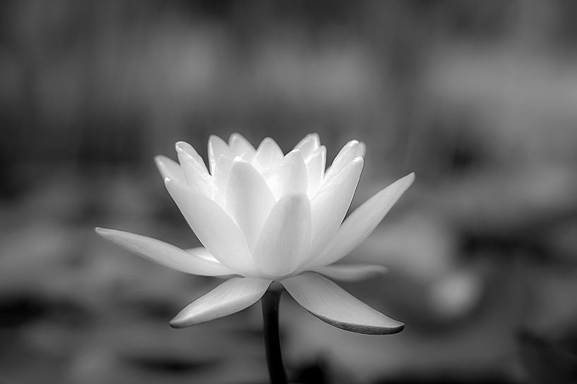 Seerose von Humphry Jacobs