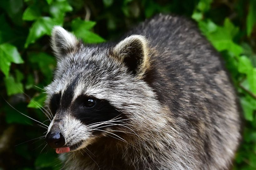 Der Waschbär van DeVerviersBelgium