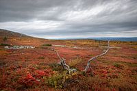 Eeuwen oud hout op de fjäll.