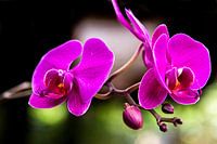 orchids