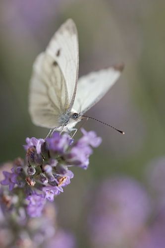 Vlinder aan het genieten van de Lavendel  van Lisa Groothuis