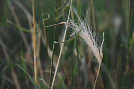 Speelse grassprieten