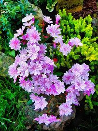 Lewisia Elise by Dorothy Berry-Lound