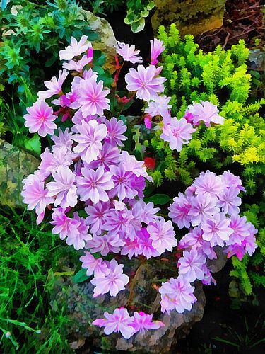Lewisia Elise