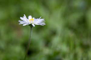 marguerite sur Drie Bloemen Gallery