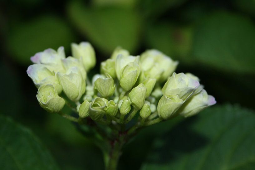Witte bloem van Jetty Boterhoek