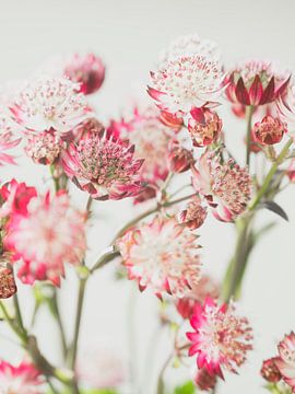 Nostalgisch zeeuwsknoopje in wit en roze - natuur en stilleven fotografie van Christa Stroo fotografie